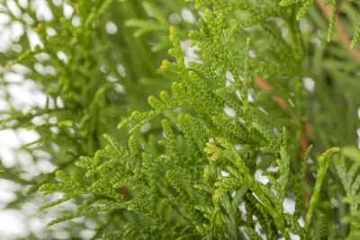 Thuja occidentalis 'Smaragd' (Westerse levensboom 'Smaragd') - afbeelding 50