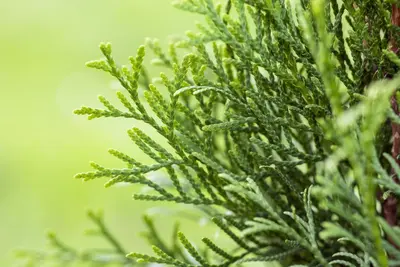 Thuja occidentalis 'Smaragd' (Westerse levensboom 'Smaragd') - afbeelding 52