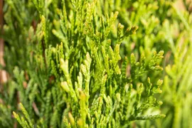 Thuja occidentalis 'Smaragd' (Westerse levensboom 'Smaragd') - afbeelding 56
