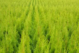 Thuja occidentalis 'Smaragd' (Westerse levensboom 'Smaragd') - afbeelding 65