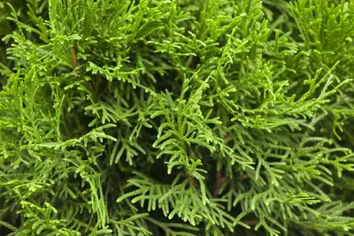 Thuja occidentalis 'Smaragd' (Westerse levensboom 'Smaragd') - afbeelding 14