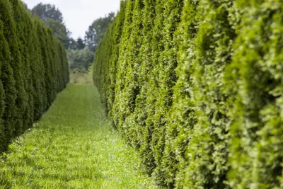 Thuja occidentalis 'Smaragd' (Westerse levensboom 'Smaragd') - afbeelding 27