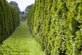 Thuja occidentalis 'Smaragd' (Westerse levensboom 'Smaragd') - afbeelding 27