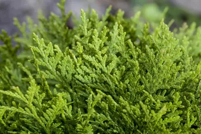 Thuja occidentalis 'Smaragd' (Westerse levensboom 'Smaragd') - afbeelding 29