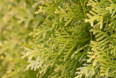 Thuja occidentalis 'Smaragd' (Westerse levensboom 'Smaragd') - afbeelding 49