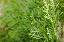 Thuja occidentalis 'Smaragd' (Westerse levensboom 'Smaragd') - afbeelding 55