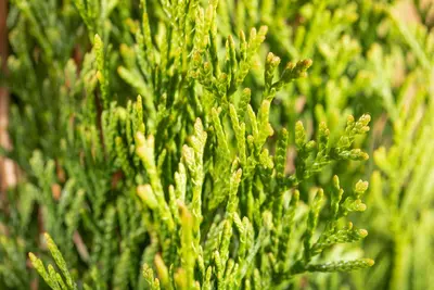 Thuja occidentalis 'Smaragd' (Westerse levensboom 'Smaragd') - afbeelding 56