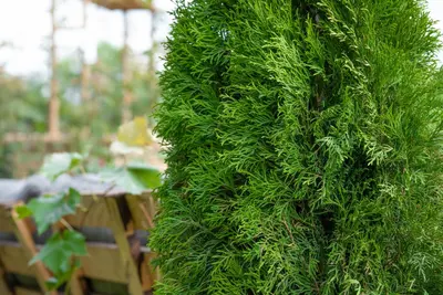 Thuja occidentalis 'Smaragd' (Westerse levensboom 'Smaragd') - afbeelding 60