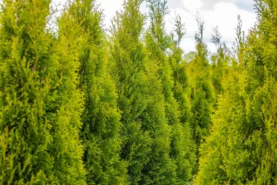 Thuja occidentalis 'Smaragd' (Westerse levensboom 'Smaragd') - afbeelding 64