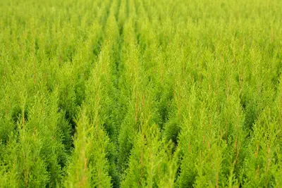 Thuja occidentalis 'Smaragd' (Westerse levensboom 'Smaragd') - afbeelding 65