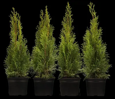Thuja occidentalis 'Smaragd' (Westerse levensboom 'Smaragd') - afbeelding 6