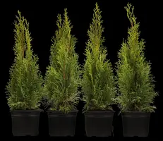 Thuja occidentalis 'Smaragd' (Westerse levensboom 'Smaragd') - afbeelding 6
