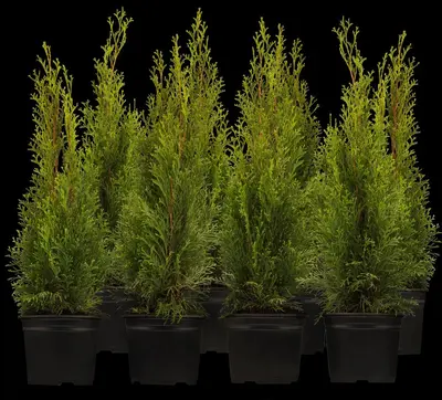 Thuja occidentalis 'Smaragd' (Westerse levensboom 'Smaragd') - afbeelding 7