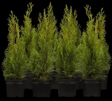 Thuja occidentalis 'Smaragd' (Westerse levensboom 'Smaragd') - afbeelding 7