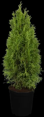 Thuja occidentalis 'White Smaragd' (Levensboom 'White Smaragd') - afbeelding 2