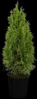 Thuja occidentalis 'White Smaragd' (Levensboom 'White Smaragd') - afbeelding 2