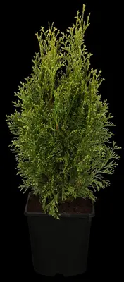 Thuja occidentalis 'White Smaragd' (Levensboom 'White Smaragd') - afbeelding 1