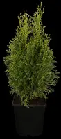 Thuja occidentalis 'White Smaragd' (Levensboom 'White Smaragd') - afbeelding 1