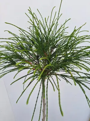 Thuja plic. 'whipecord' p38 h80 - afbeelding 2