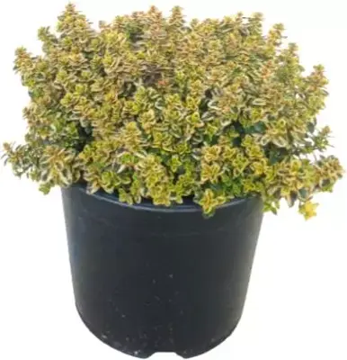 Thymus citriodorus 'Aureus' (Citroentijm) ø14 cm - afbeelding 1