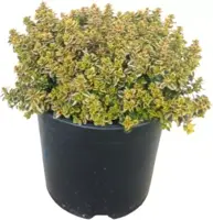 Thymus citriodorus 'Aureus' (Citroentijm) ø14 cm - afbeelding 1