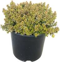 Thymus citriodorus 'Aureus' (Citroentijm) ø14 cm - afbeelding 1