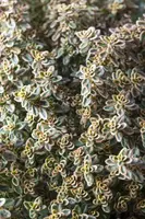 Thymus citriodorus 'Aureus' (Citroentijm) ø14 cm - afbeelding 6