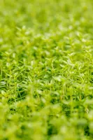 Thymus citriodorus 'Aureus' (Citroentijm) ø14 cm - afbeelding 16