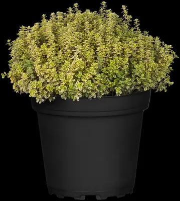Thymus citriodorus 'Aureus' (Citroentijm) ø14 cm - afbeelding 3