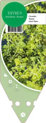 Thymus Citriodorus Aureus (Citroentijm) - afbeelding 1