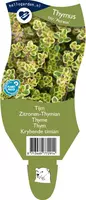 Thymus citriodorus 'Aureus' (Tijm) - afbeelding 1