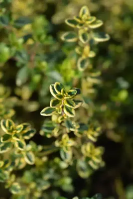 Thymus citriodorus 'Aureus' (Tijm) - afbeelding 4