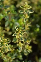 Thymus citriodorus 'Aureus' (Tijm) - afbeelding 4