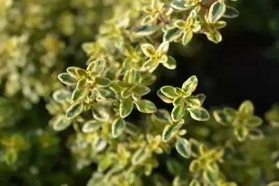 Thymus citriodorus 'Aureus' (Tijm) - afbeelding 2