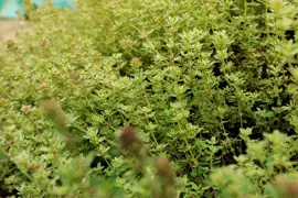 Thymus citriodorus 'Aureus' (Tijm) - afbeelding 3