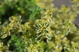 Thymus citriodorus 'Aureus' (Tijm) - afbeelding 5