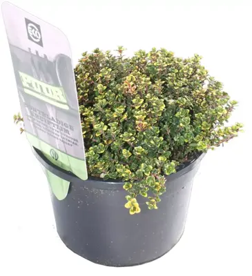 Thymus citriodorus 'Lemon Variegated' (Citroentijm) 15cm - afbeelding 1