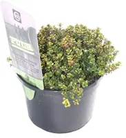 Thymus citriodorus 'Lemon Variegated' (Citroentijm) 15cm - afbeelding 1