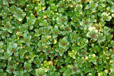 Thymus citriodorus 'Lemon Variegated' (Citroentijm) 15cm - afbeelding 3
