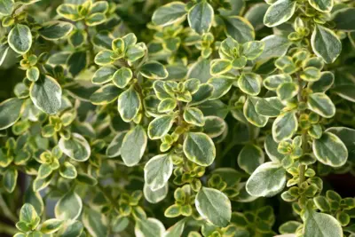 Thymus citriodorus 'Lemon Variegated' (Citroentijm) 15cm - afbeelding 4