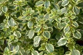Thymus citriodorus 'Lemon Variegated' (Citroentijm) 15cm - afbeelding 4