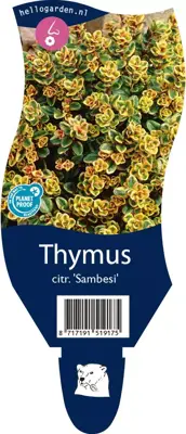 Thymus citrodorus 'Sambesi' (Citroentijm) - afbeelding 1