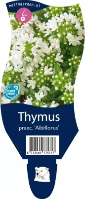 Thymus praecox 'Albiflorus' (Kruiptijm) - afbeelding 1