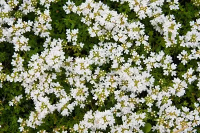 Thymus praecox 'Albiflorus' (Kruiptijm) - afbeelding 4