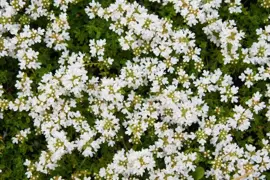 Thymus praecox 'Albiflorus' (Kruiptijm) - afbeelding 4