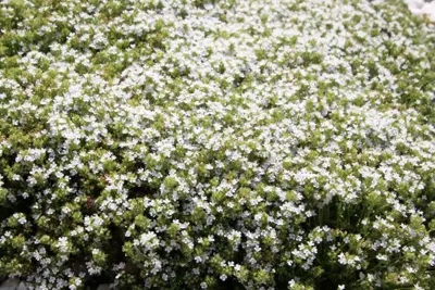 Thymus praecox 'Albiflorus' (Kruiptijm) - afbeelding 2