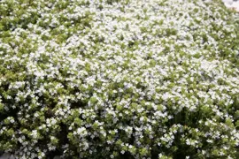 Thymus praecox 'Albiflorus' (Kruiptijm) - afbeelding 2
