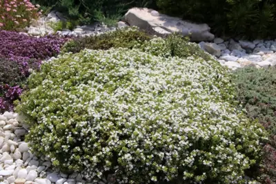 Thymus praecox 'Albiflorus' (Kruiptijm) - afbeelding 3