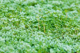Thymus praecox 'Minor' (Kruiptijm) - afbeelding 3