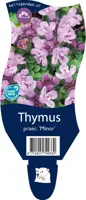 Thymus praecox 'Minor' (Kruiptijm) - afbeelding 1